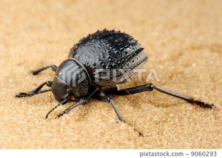 Darkling beetle on the sand Darkling beetle on the sand 9060293