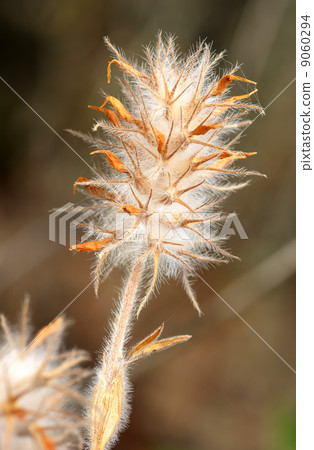 Downy plant Downy plant 9060294