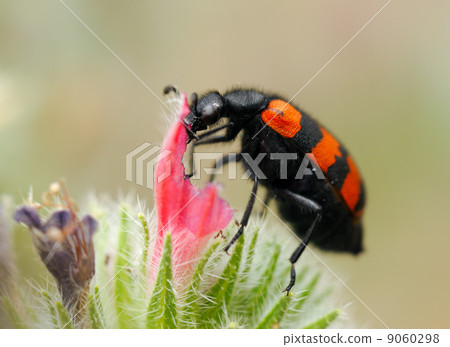 Blister beetles on a flower 9060298