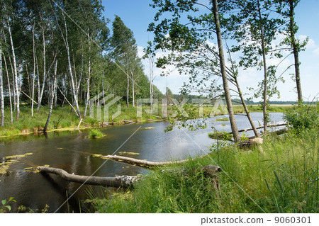 Lake in the forest 9060301