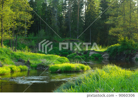 River in the forest River in the forest 9060306