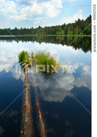 Lake in the forest Lake in the forest 9060308