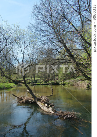River in the forest River in the forest 9060315