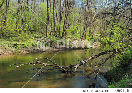 River in the forest River in the forest 9060316