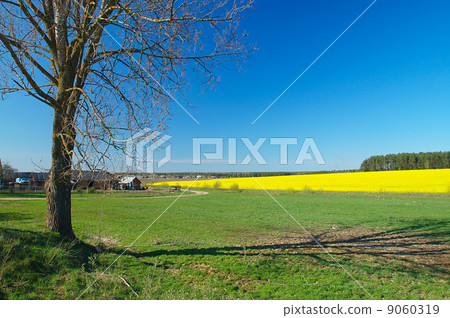 Spring in the country Spring in the country 9060319