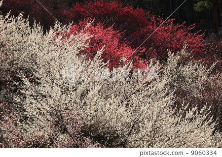 Yoshino Umehoshi Plum Park Yoshino Umehoshi Plum Park 9060334