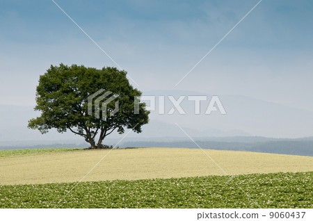 在山上的兩棵樹 9060437