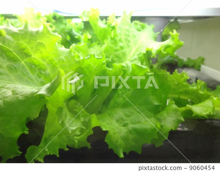Vegetable Factory 2 Vegetable Factory 2 9060454