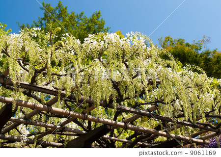 Toba no Fuji noda fuji 9061169