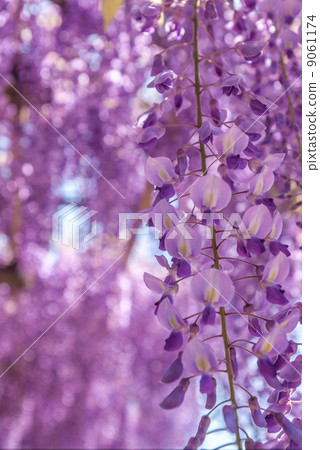 Toba no Fuji noda fuji 9061174