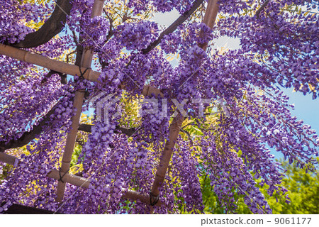 Toba no Fuji noda fuji 9061177