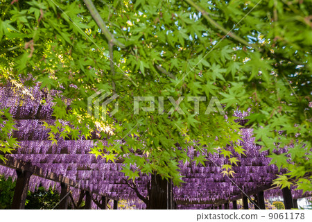 Toba no Fuji noda fuji 9061178