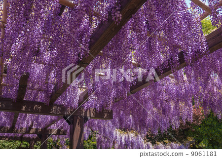 Toba no Fuji noda fuji 9061181