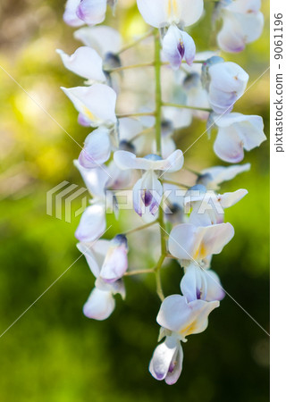 Toba no Fuji noda fuji 9061196