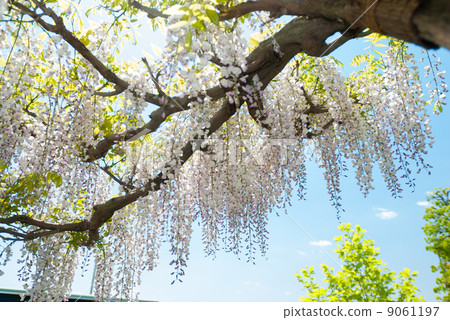 Toba no Fuji noda fuji 9061197