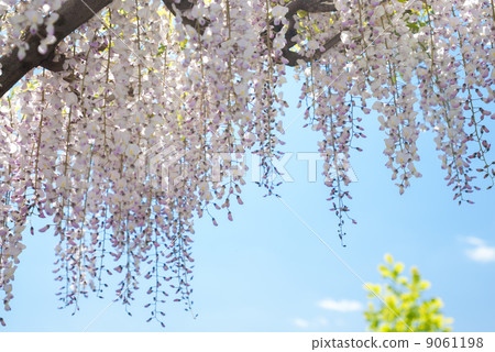 Toba no Fuji noda fuji Toba no Fuji noda fuji 9061198