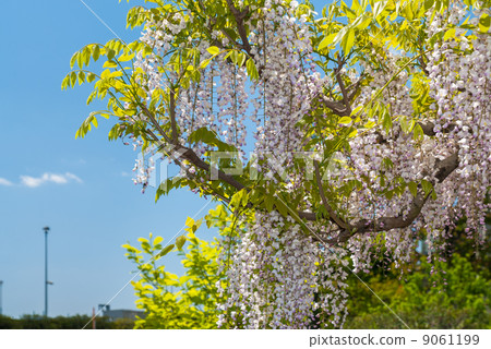 Toba no Fuji noda fuji 9061199