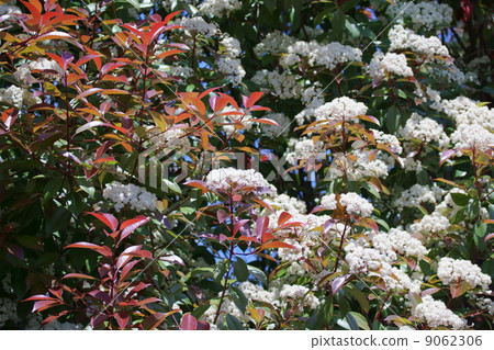 It is called red red baby bamboo red robin. It is called red red baby bamboo red robin. 9062306