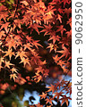 Maple 2 9062950