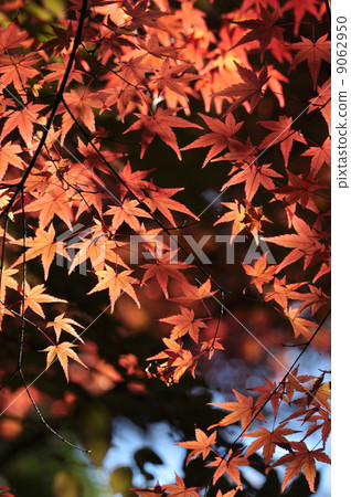 Maple 2 9062950