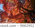 Maple 04 9062952