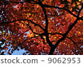 Maple 07 9062953