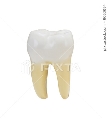 tooth isolated on a white background tooth isolated on a white background 9063094