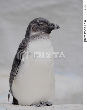 Cape Penguin's Young Bird Cape Penguin's Young Bird 9063383