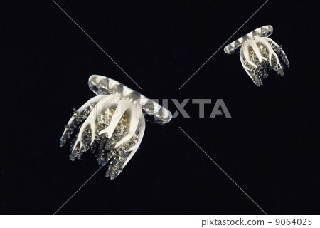 Compass jellyfishes 9064025