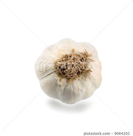 garlic 9064201