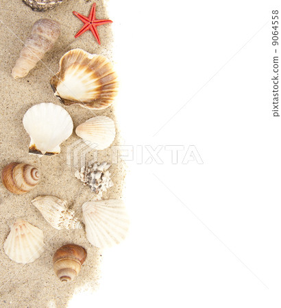 Set of Seashells 9064558