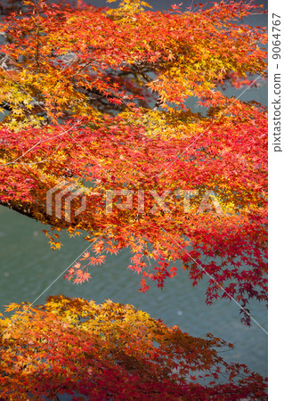 Autumn leaves of Lake Yahako Autumn leaves of Lake Yahako 9064767