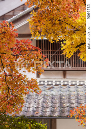 Autumn leaves of Konami River Autumn leaves of Konami River 9064783