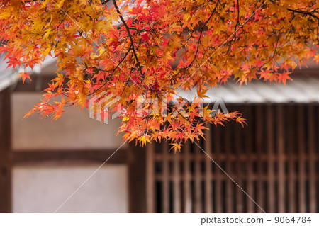 Autumn leaves of Konami River Autumn leaves of Konami River 9064784