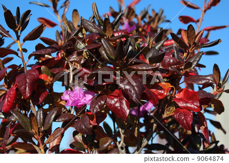 Azalea and flowers of autumn leaves 9064874