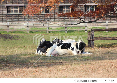 Dairy cattle at Koiwai farm 9064876