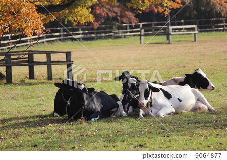 在Koiwai農場的奶牛 9064877