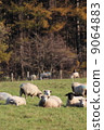 Koiwai Farm Sheep at Makiba Park Koiwai Farm Sheep at Makiba Park 9064883