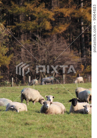Koiwai Farm Sheep at Makiba Park 9064883