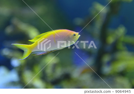 Violet Naga Hananai Violet Naga Hananai 9064945