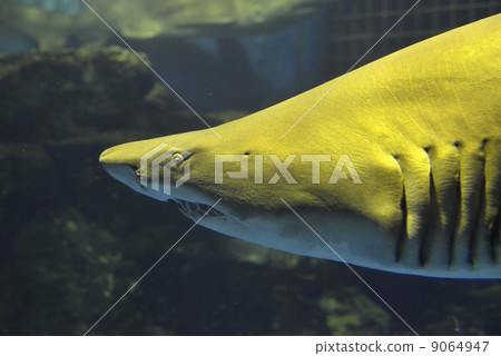 Shirogan Shirogan 9064947