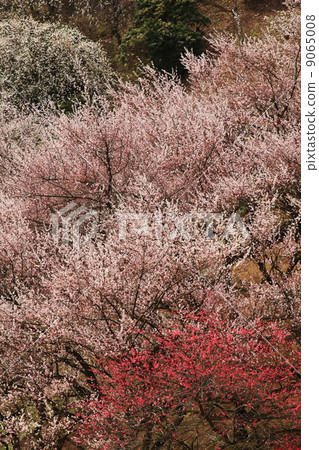 Yoshino Umehoshi Plum Park Yoshino Umehoshi Plum Park 9065008