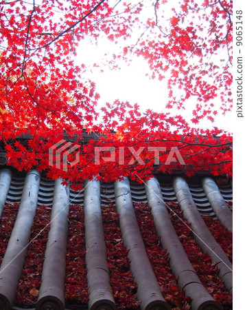 The red autumn colors of Kinu Temple 9065148