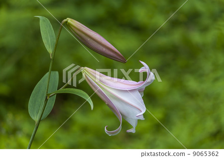 莎莎尤里 莎莎尤里 9065362