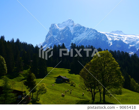 Grindelwald Grindelwald 9065418