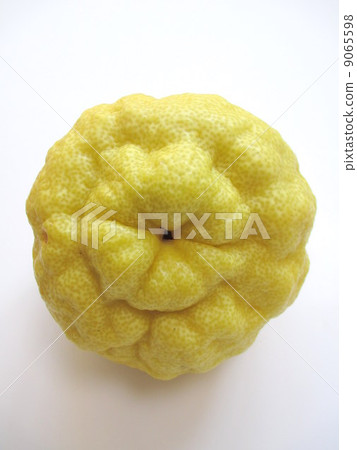 Lucky lion Yuzu demon yuzu 9065598