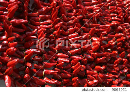 drying pepper bunches drying pepper bunches 9065951