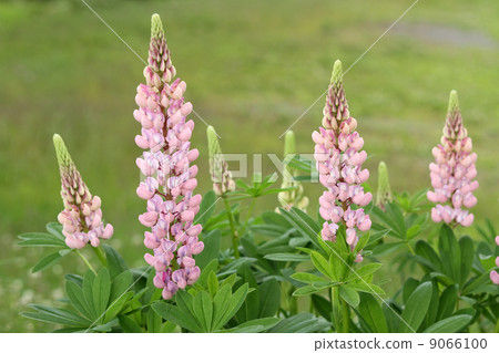 Lupine Lupine 9066100