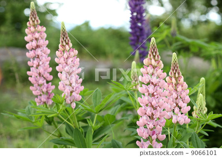 Lupine Lupine 9066101