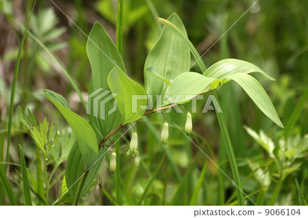Amadokoro Amadokoro 9066104